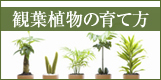 観葉植物の育て方